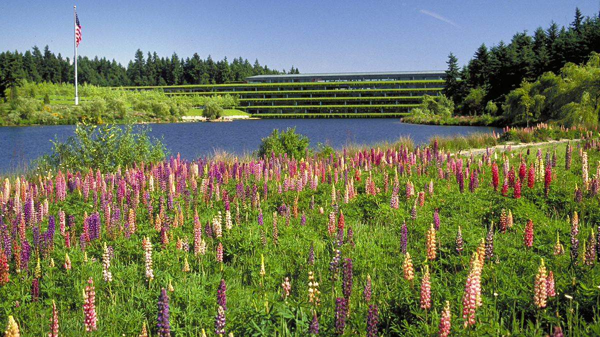 Weyerhaeuser International Headquarters, Federal Way, WA - Photo courtesy SWA, 2016. Courtesy of The Cultural Landscape Foundation.